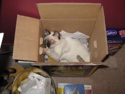 more kittens